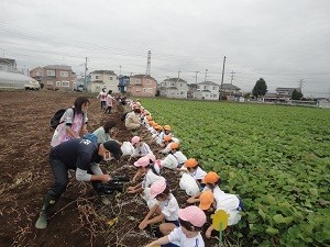 芋ほり開始